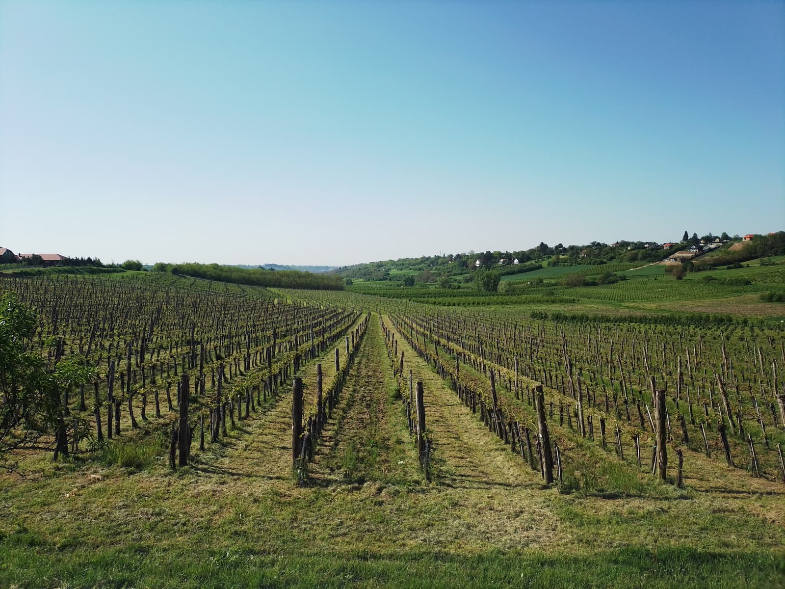Rows of vines on the slopes of Fruška Gora above the Danube plain