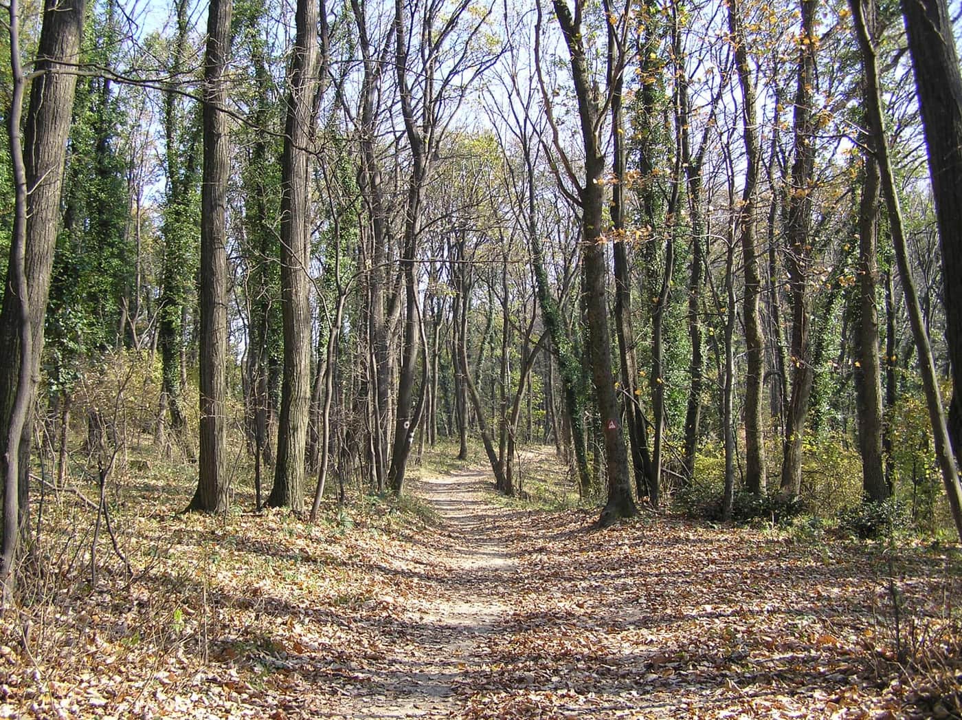 A forest track on Fruška Gora covered in autumn leaves