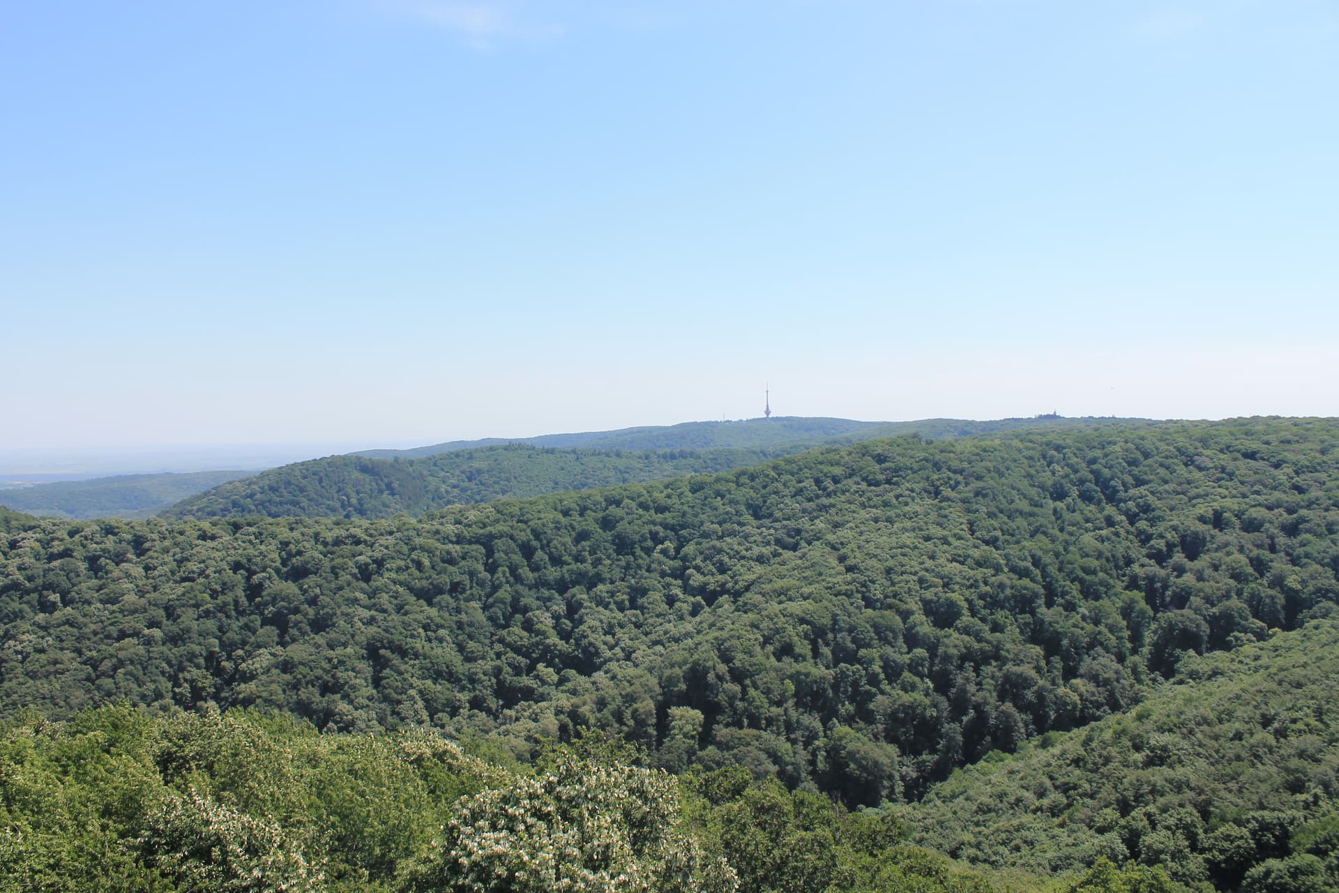 Forested ridges of Fruška Gora rolling towards the horizon