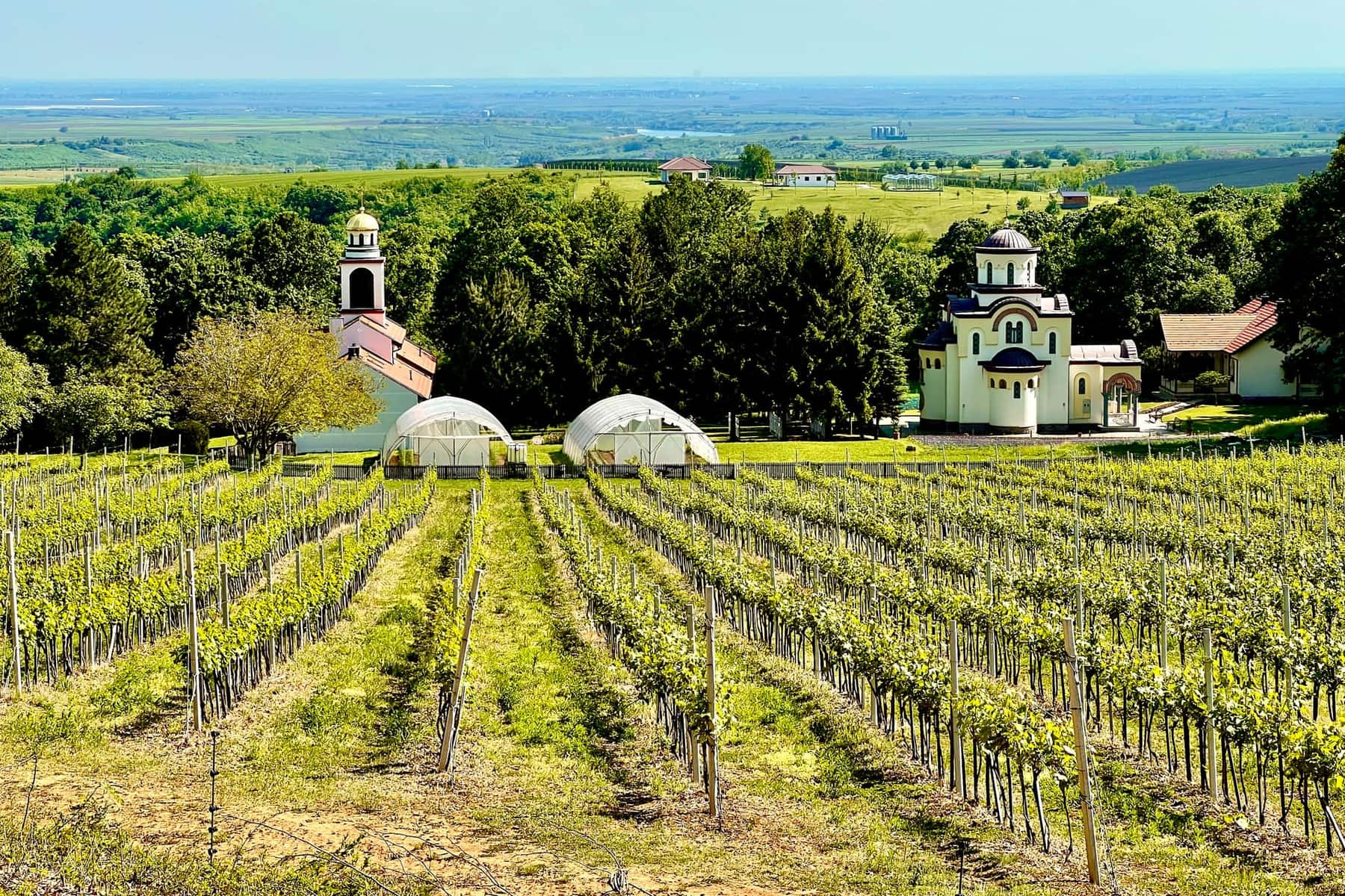 Vineyards and the churches of Grgeteg Monastery on the slopes of Fruška Gora, with the Srem plain beyond
