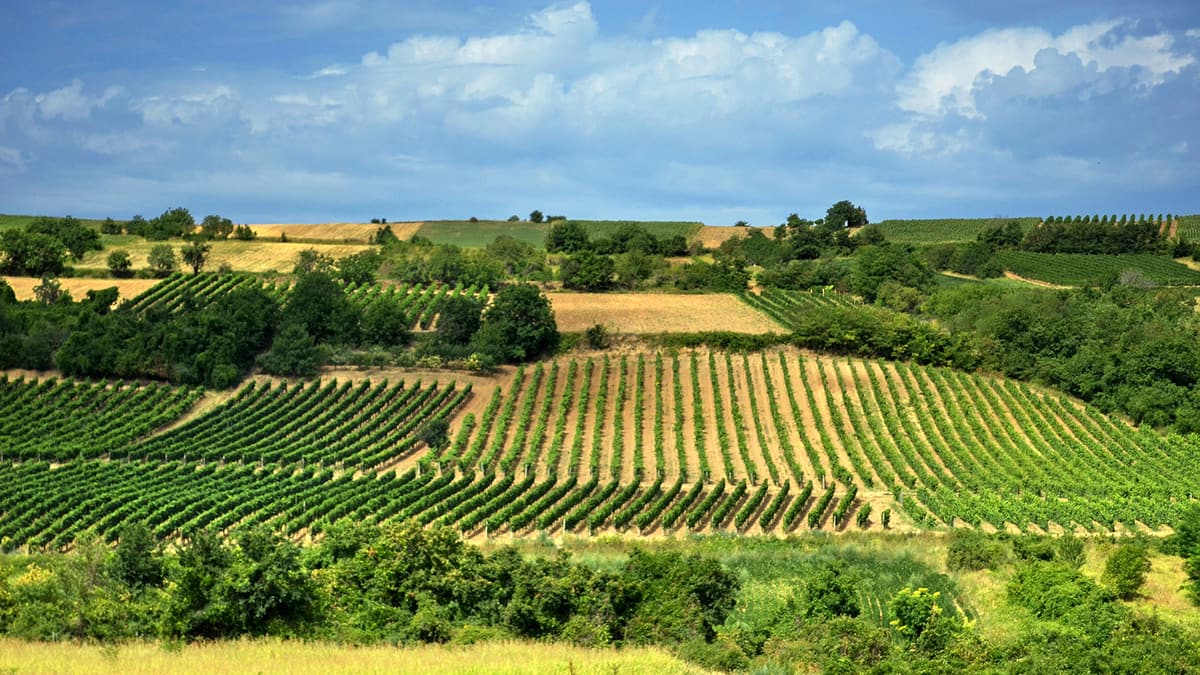 Vineyard rows on the slopes of Fruška Gora
